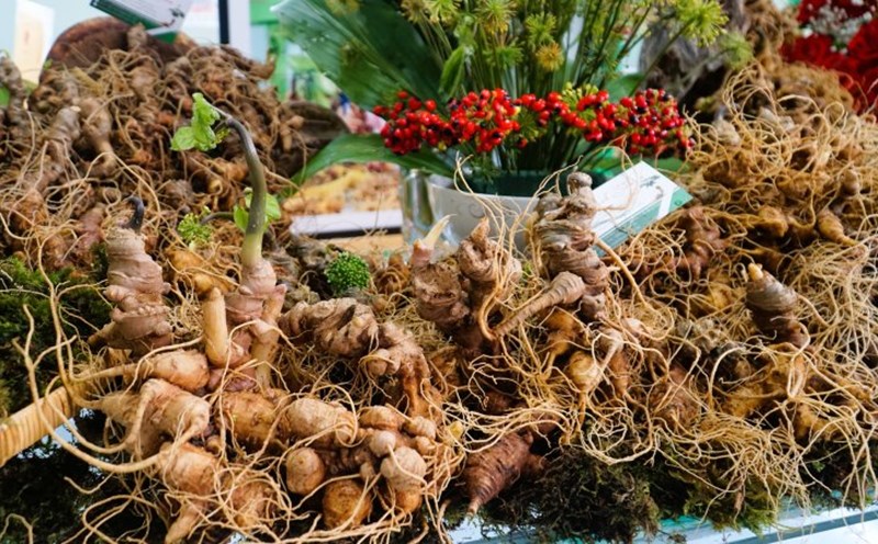 Da Nang leaders want to expand cooperation and research on Ngoc Linh ginseng with Korean enterprises. Photo: Nguyen Hoang