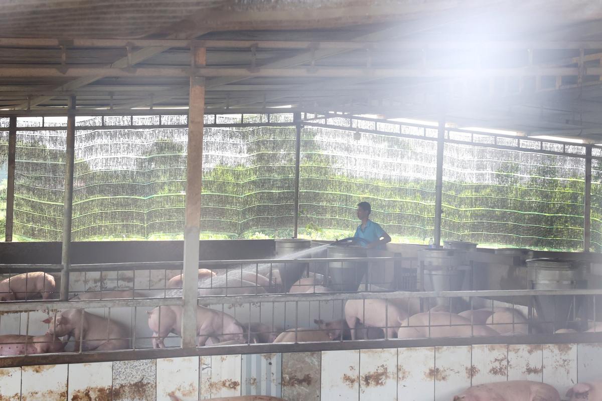 アフリカの豚コレラが検出する納屋の整理と消毒納屋の整理。写真：Ba ria -Vung Tau Breeding and Livestiness Department