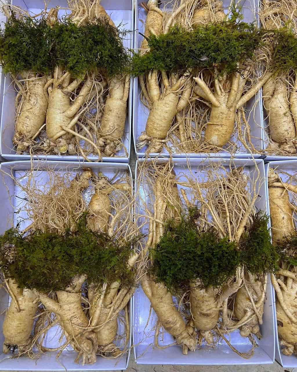 ginseng is a valuable medicinal herb but is not the right solution for all patients with kidney failure. Photo: Quang Minh.