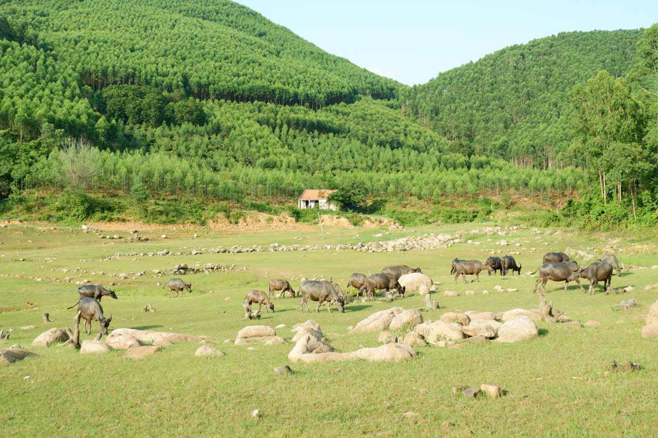Dan trau thung thang gam co tao nen khong gian yen binh o suoi Mo. Anh: Dinh Kieu Trang