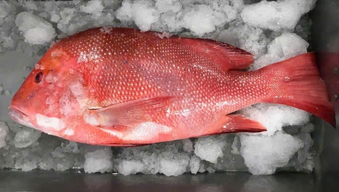 Natural marine pink fish can contain toxic toxins if consumed in large quantities. Photo: BVCC
