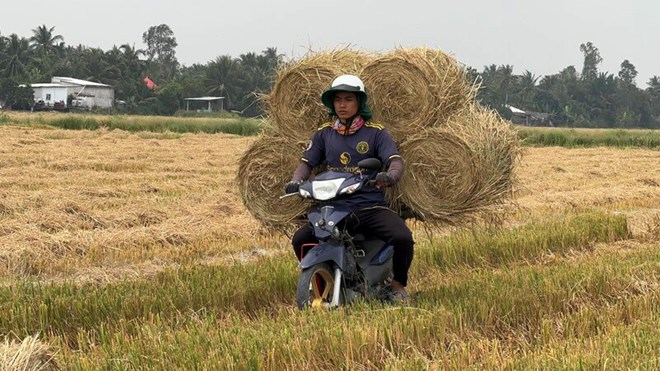 Hoat dong thu gom rom sau thu hoach tai Vinh Long, gop phan tan dung phu pham nong nghiep trong phat trien kinh te tuan hoan. Anh: Hoang Loc