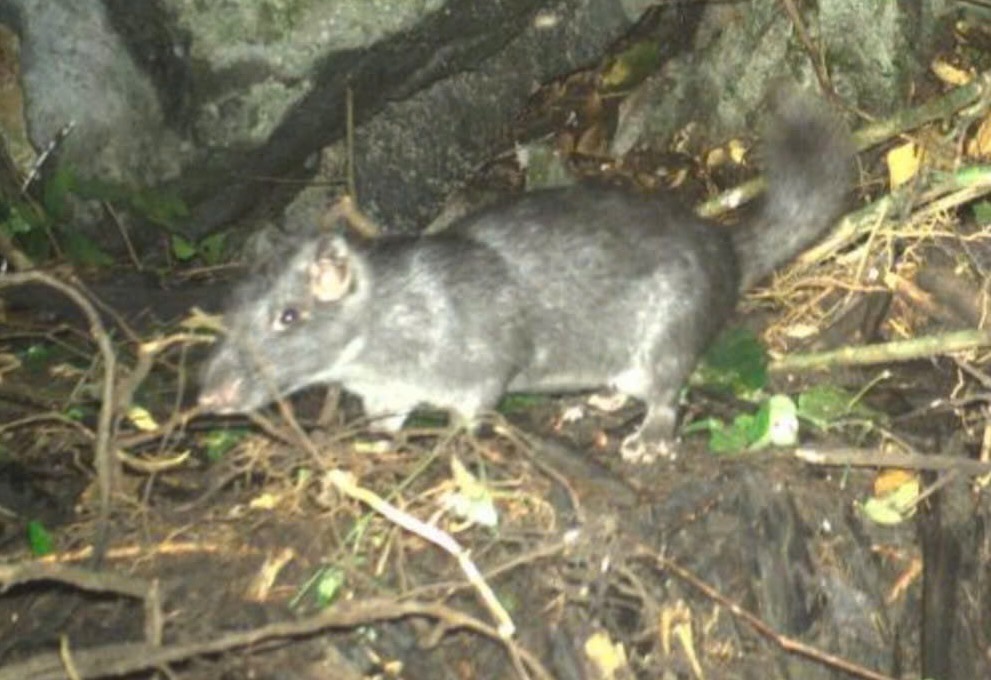 写真の罠システムによって発見された希少なチュオンソン石灰岩マウスの個体。写真:Phong Nha - Ke Bang国立公園