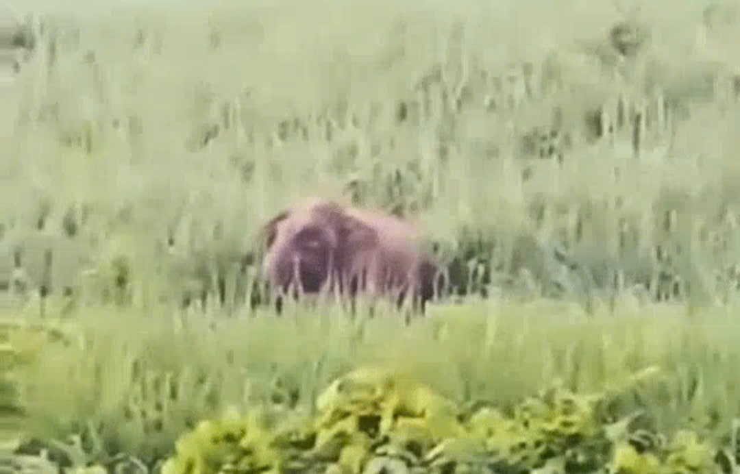 Muong Chong コミューンの Manh 村に現れた森のゾウの個体が住民の作物を破壊しています。写真:クリップから切り取る