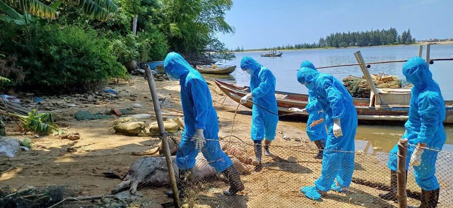 Authorities in Quang Ngai collect and destroy pigs affected by African swine fever. Photo: Tinh Khe Commune People's Committee