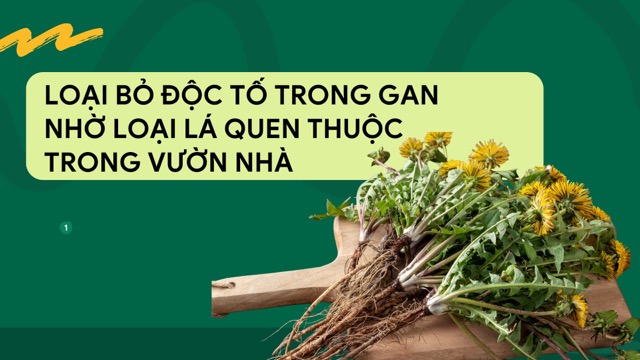 Dandelion root is rich in inulin fiber, which aids digestion and removes toxins from the liver. Graphic photo: Huong Son
