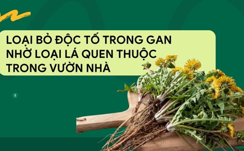Dandelion root is rich in inulin fiber, which aids digestion and removes toxins from the liver. Graphic photo: Huong Son