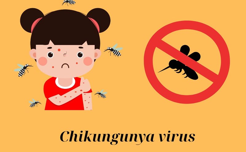 The Ministry of Health recommends proactively preventing and stopping the spread and outbreak of Chikungunya in our country. Graphic photo: Huong Giang