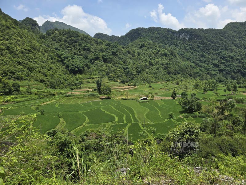 Theo du kien ban dau 9,7 ha dien tich dat trong lua cua 18 ho dan bi anh huong do nam trong khu vuc khai thac cua du an. Sau dieu chinh den nay dien tich dat lua chuyen doi giam xuong con 1,46 ha. Anh: Tan Van