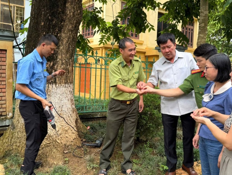 Luc luong chuc nang tien hanh khao sat, kiem tra de xac dinh nguyen nhan khien cay chet. Anh: Truong Son