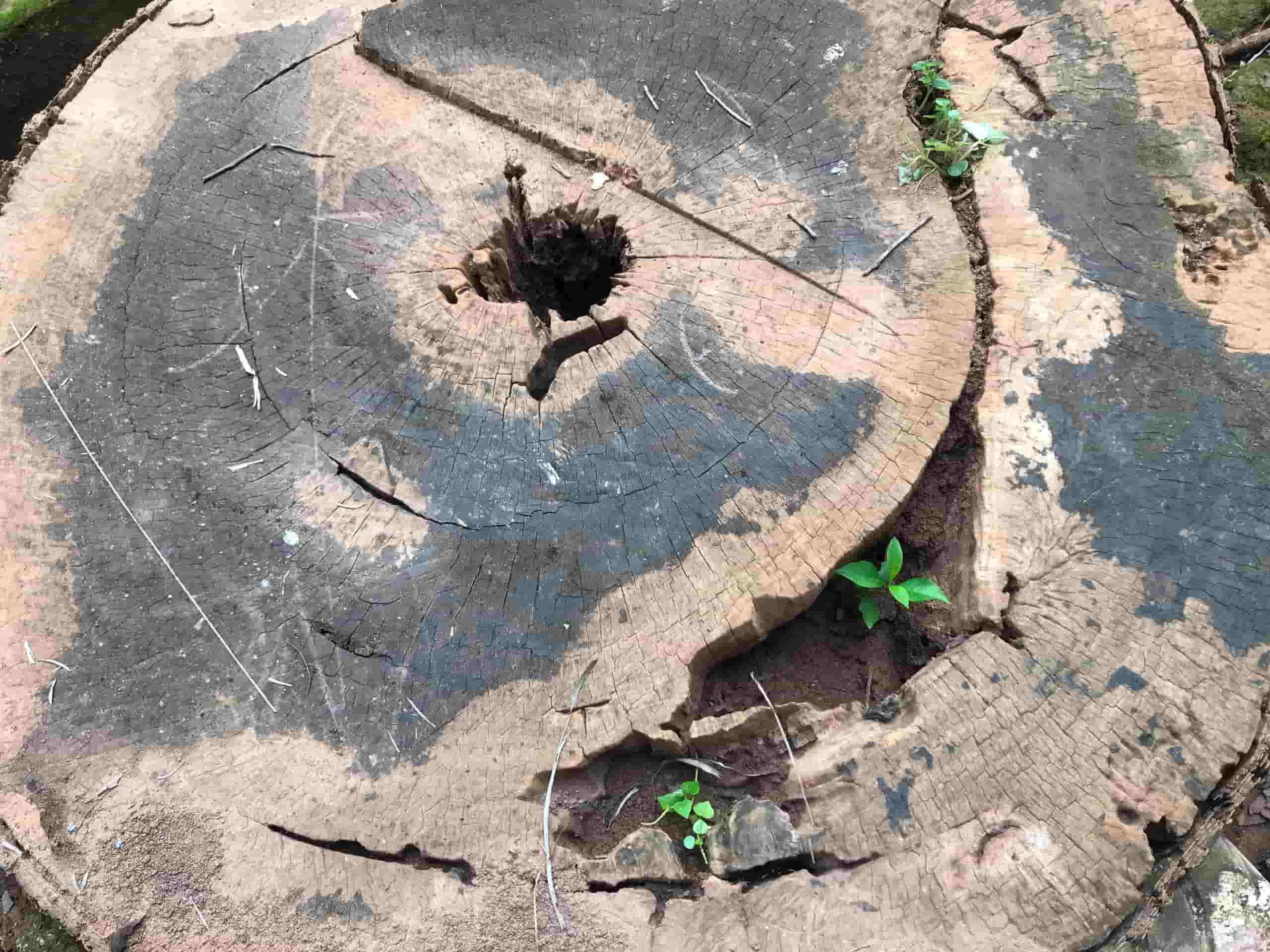 コーパスの木の根が死んで、安全を確保するために削減されました。写真：Truong Son