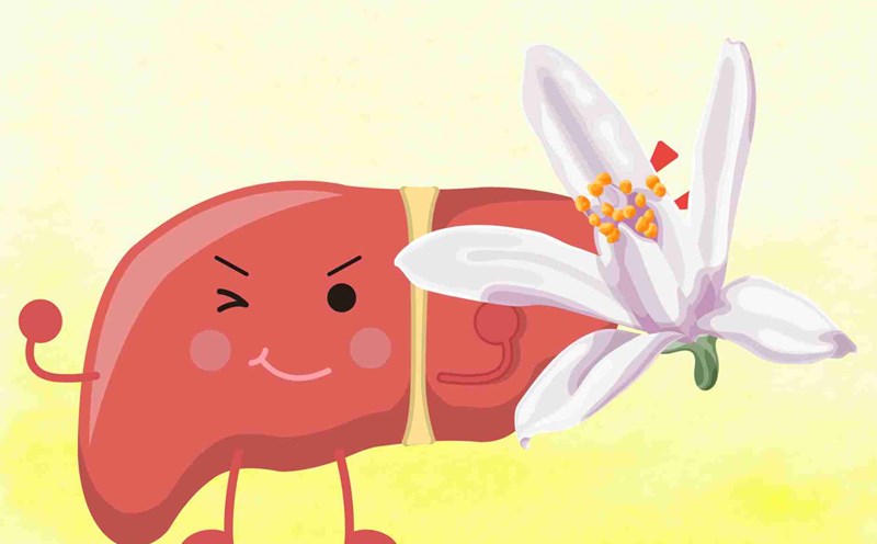 Herbs help cool and detoxify the liver effectively