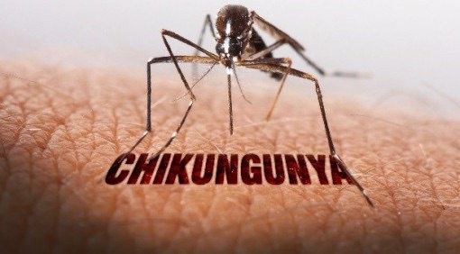 Ho Chi Minh City has not recorded a case of Chikungunya. Photo: Ho Chi Minh City Department of Health