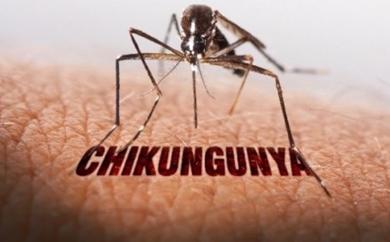 Ho Chi Minh City has not recorded a case of Chikungunya. Photo: Ho Chi Minh City Department of Health