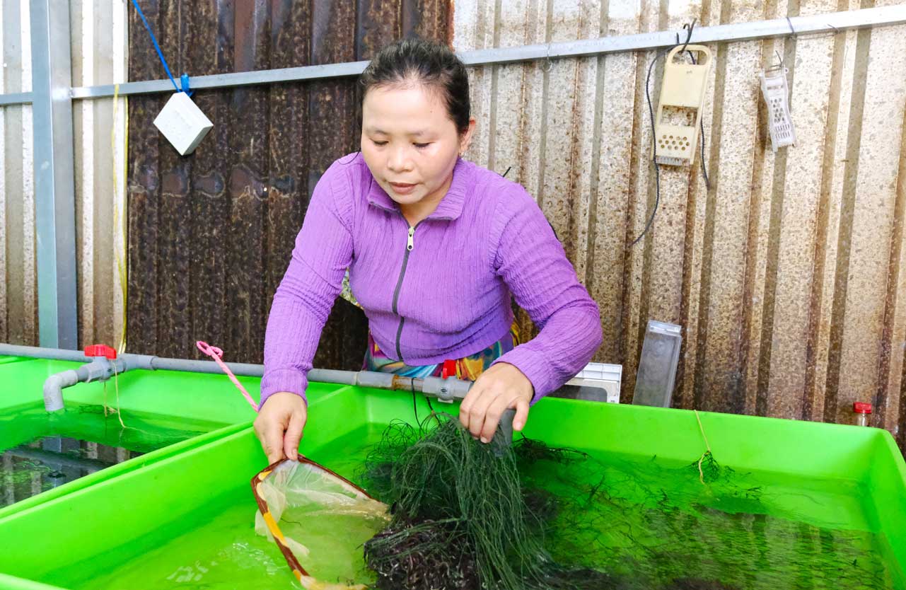 Moi lua luon, chi Phuong nuoi khoang 9 thang va phai thuong xuyen thay nuoc. Anh: My Ly