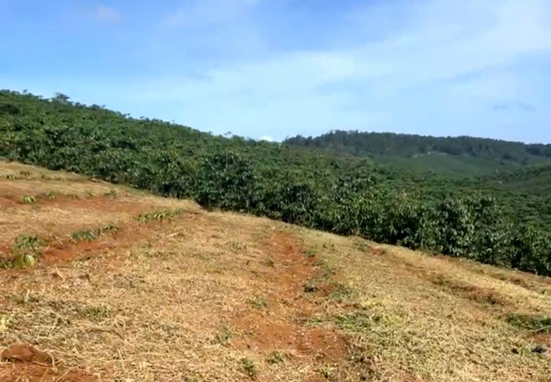 ラムドン省の一世帯のコーヒー畑が、泥棒に盗まれました。写真:Lam Hong