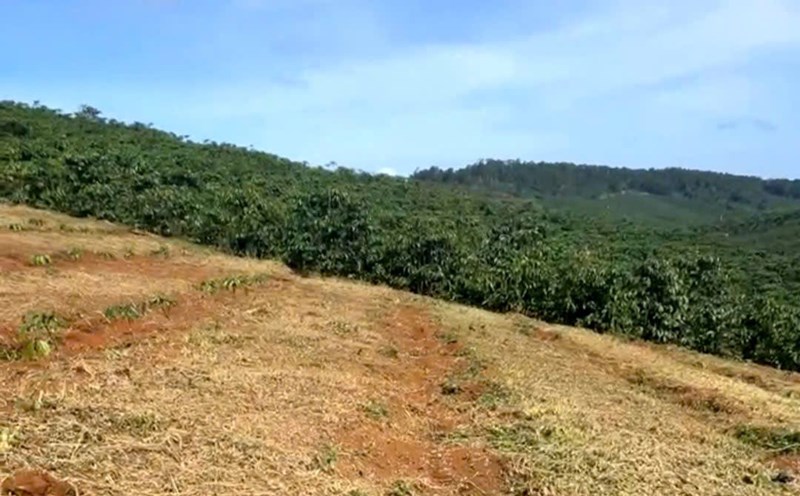 The coffee garden of a household in Lam Dong has just been stolen by thieves. Photo: Lam Hong