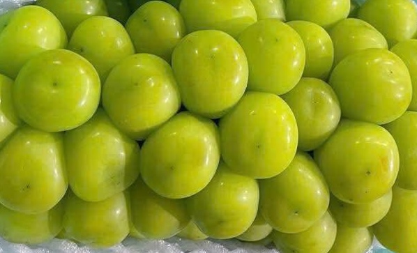 Milk grain is a nutritious fruit, but people with high blood pressure need to pay some attention when eating. Photo: Kieu Vu