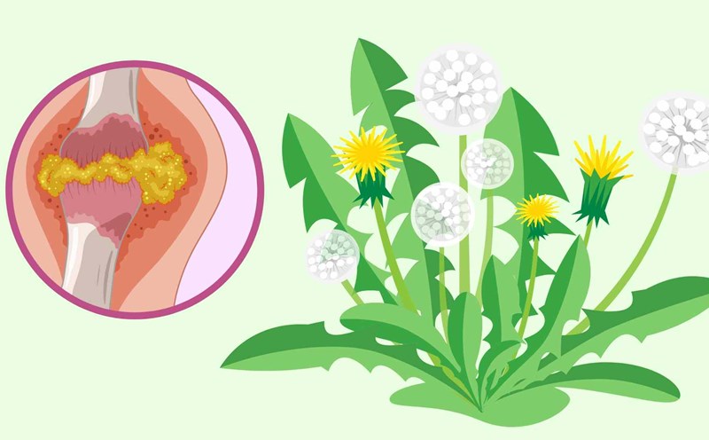Dandelion leaves help eliminate uric acid effectively. Graphic photo: Huong Giang