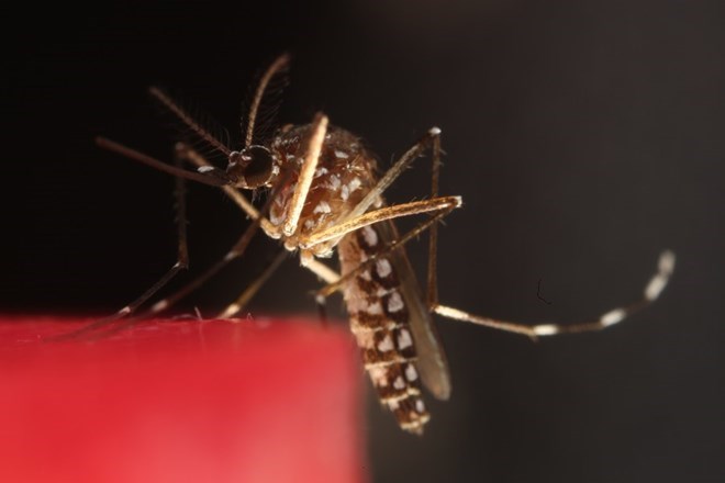 WHO cảnh báo nguy cơ lây lan virus Chikungunya do muỗi vằn. WHO cảnh báo nguy cơ lây lan virus Chikungunya do muỗi vằn.