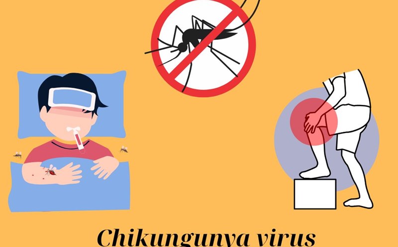 The key to distinguishing signs of Chikungunya from dengue fever. Graphic photo: Huong Giang