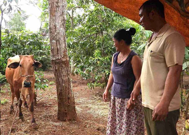 Thanks to the disbursement of capital for the national target program, people in Dak Lak province are provided with breeding cows and developed livestock farming. Photo: Bao Trung