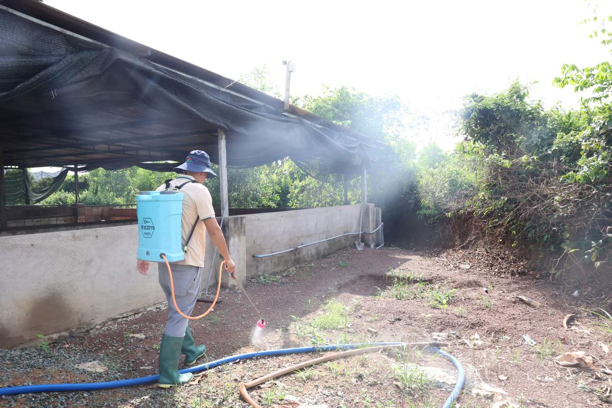 Les habitants pulverisent des medicaments pour prevenir l'epidemie d'elevage de porcs autour de la ferme. Photo : Nhi Hoang