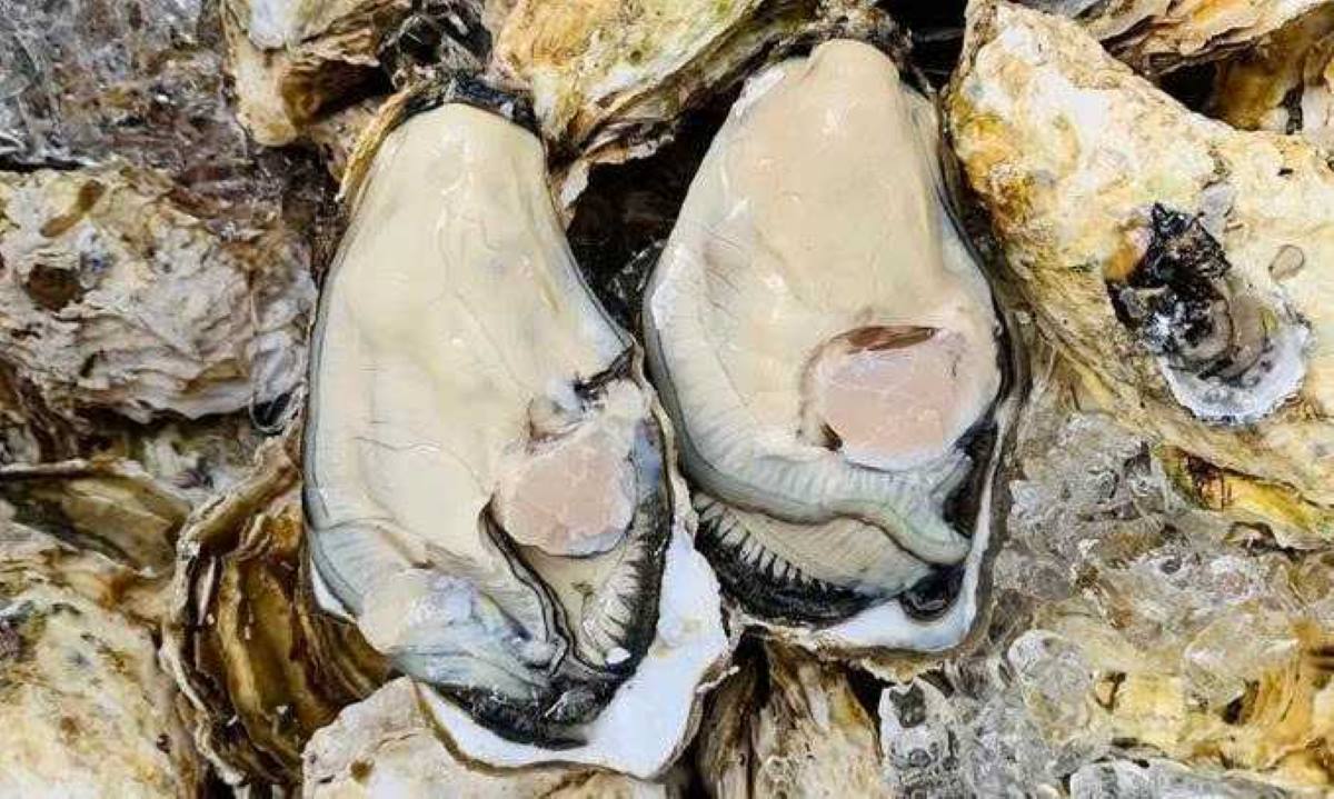 Les huîtres d'or d'origine inconnue sont apparues recemment dans la region. Photo : Portail d'information de la zone speciale de Van Don