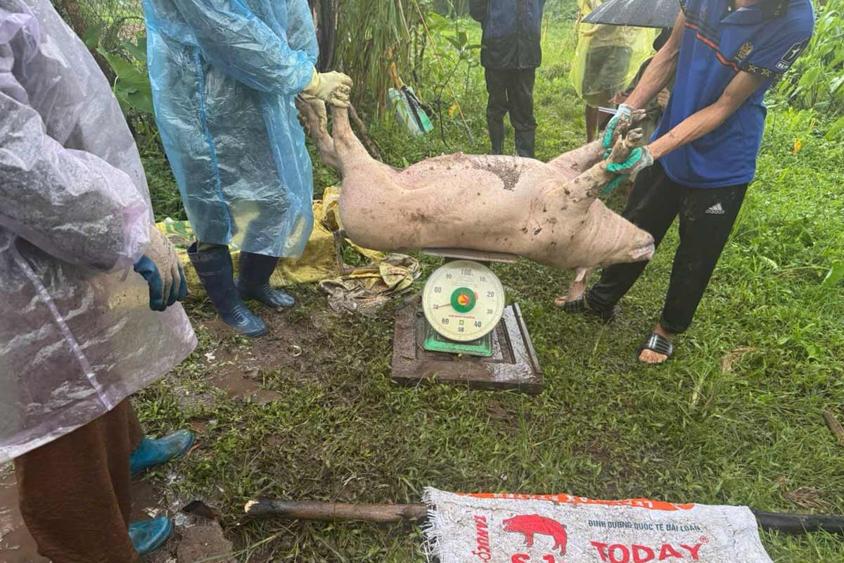 꽝닌성 디엔싸빈 코뮌에서 전염병에 감염된 돼지 재고 조사. 사진: 도안 흥