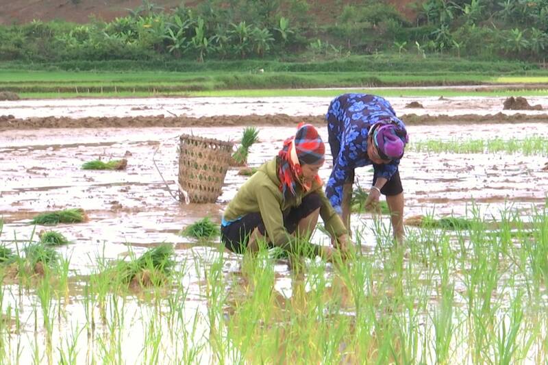 Nguoi dan xa Sop Cop gieo cay lai sau lu de kip thoi vu. Anh: Truong Son