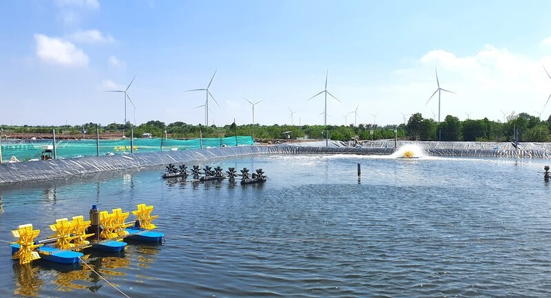 까마우성의 강점 중 하나인 양식업은 기업들의 투자와 확장에 관심을 받고 있습니다. 사진: Nhat Ho
