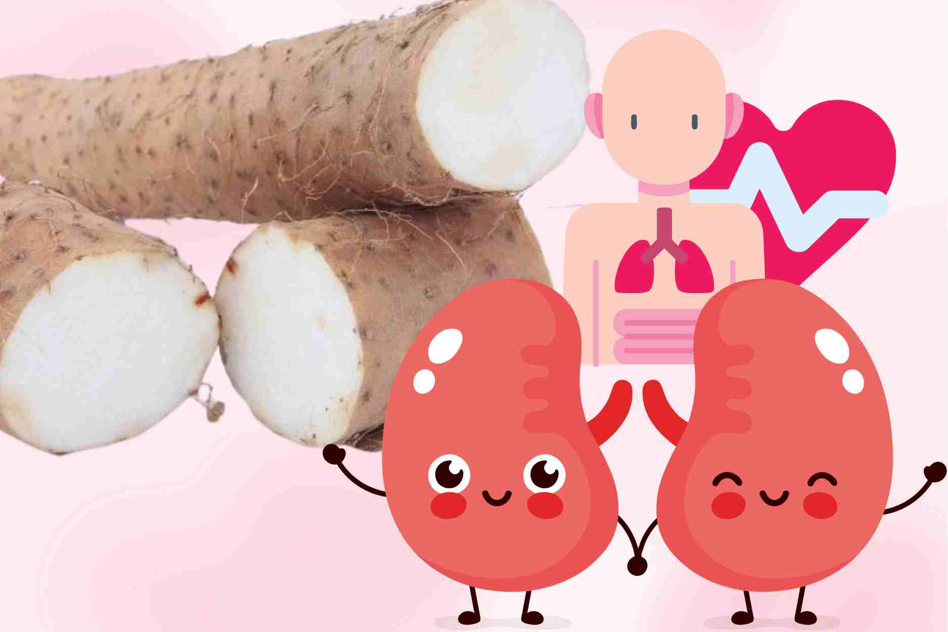 The secret to wild tubers that help nourish the kidneys and enhance physiology