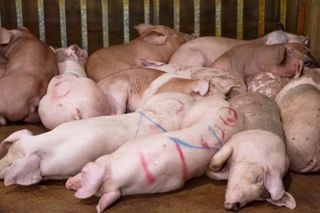 병든 돼지는 대상자들이 저렴한 가격에 구매한 다음 도축하여 시장에 판매합니다. 사진: 하노이 공안