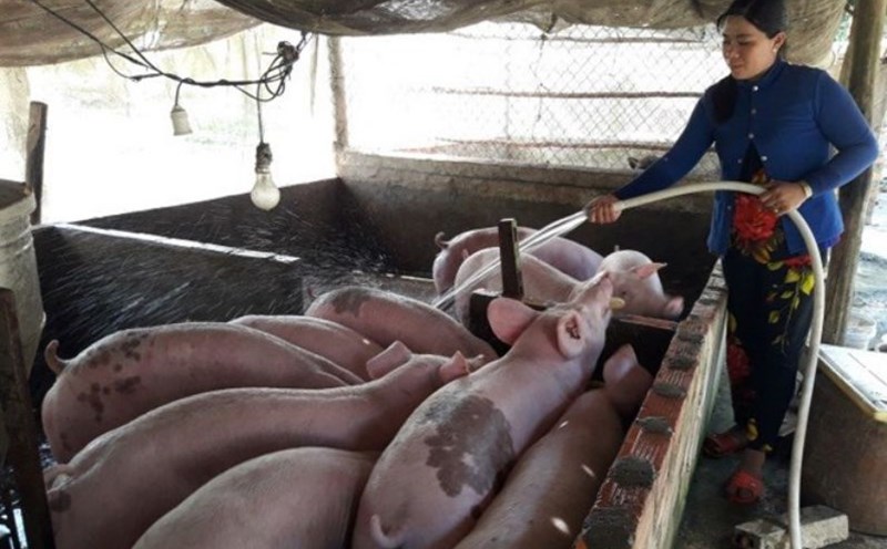 Vaccination against African swine fever combined with biosafety measures is an effective measure to prevent the epidemic. Photo: Nhat Ho