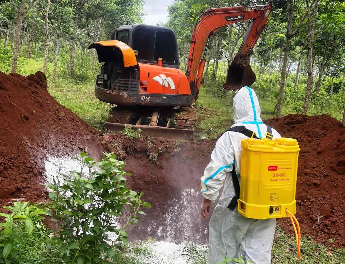 The authorities organized a landfill for pigs affected by African swine fever. Photo: Phi Hanh