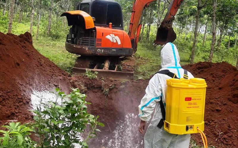 The authorities organized a landfill for pigs affected by African swine fever. Photo: Phi Hanh