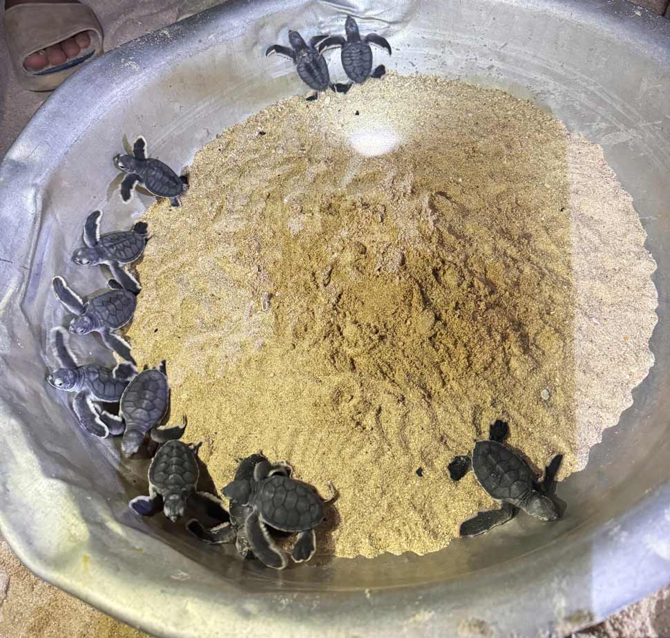 Nhon Chau xa(Gia Lai)のビーチで12頭の子豚が誕生しました。写真:Nhon Chau