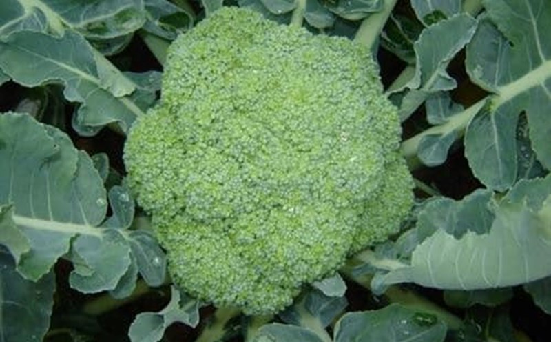 Broccoli not only supports liver detoxification but is also good for blood pressure in the elderly. Photo: Kieu Vu