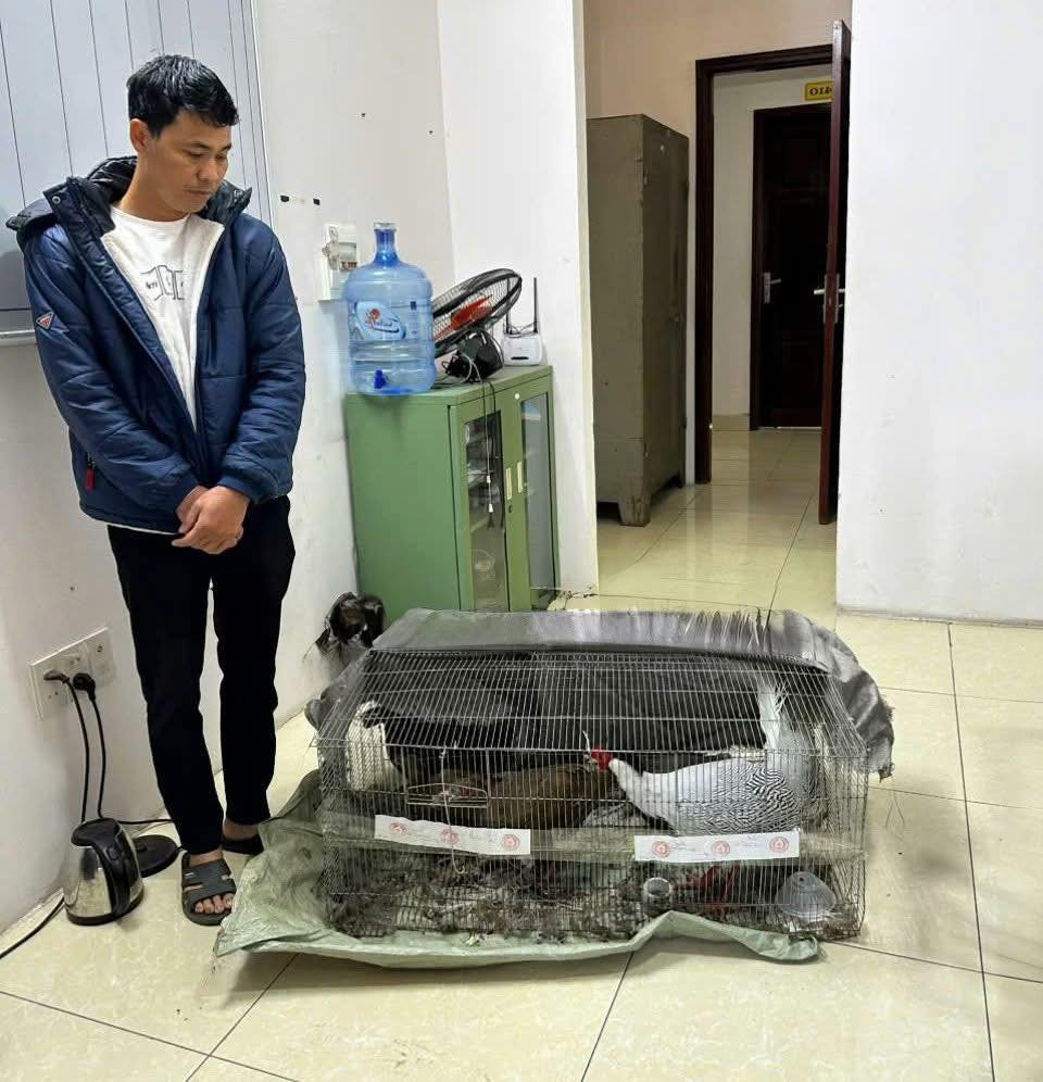 Mr. Thai Khac Thanh next to the 3 white-throated chickens he has raised since 2022. Photo: Ngoc Anh