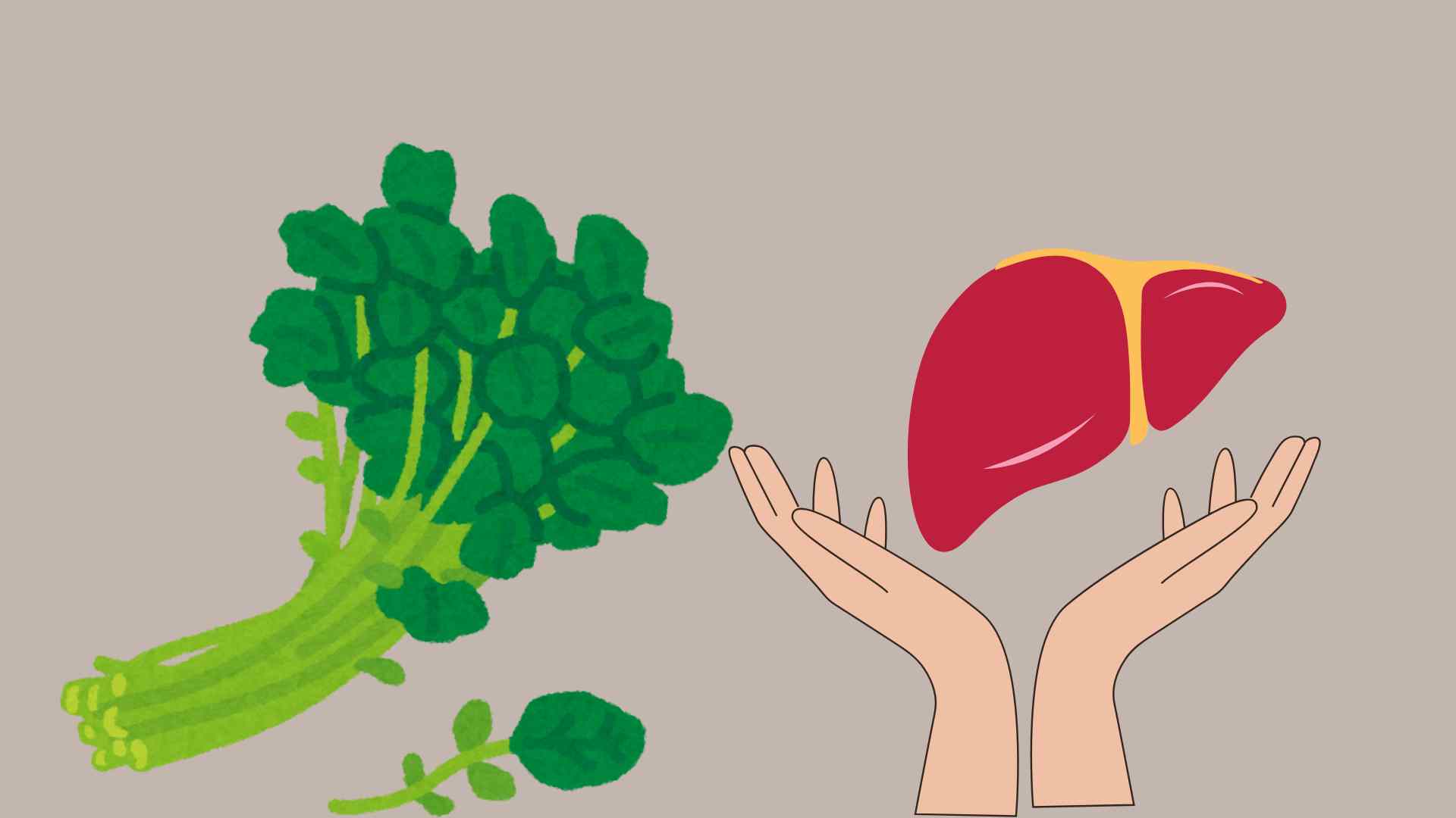 Khau xoong helps detoxify the liver effectively. Graphic photo: Huong Giang