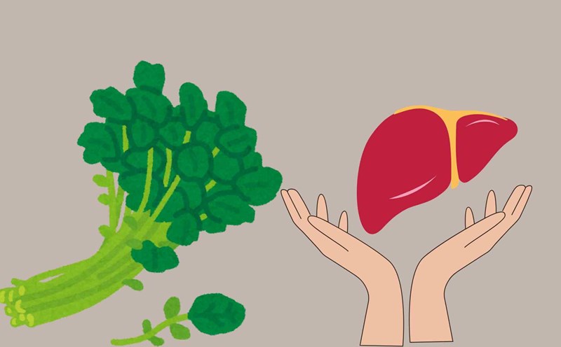 Khau xoong helps detoxify the liver effectively. Graphic photo: Huong Giang