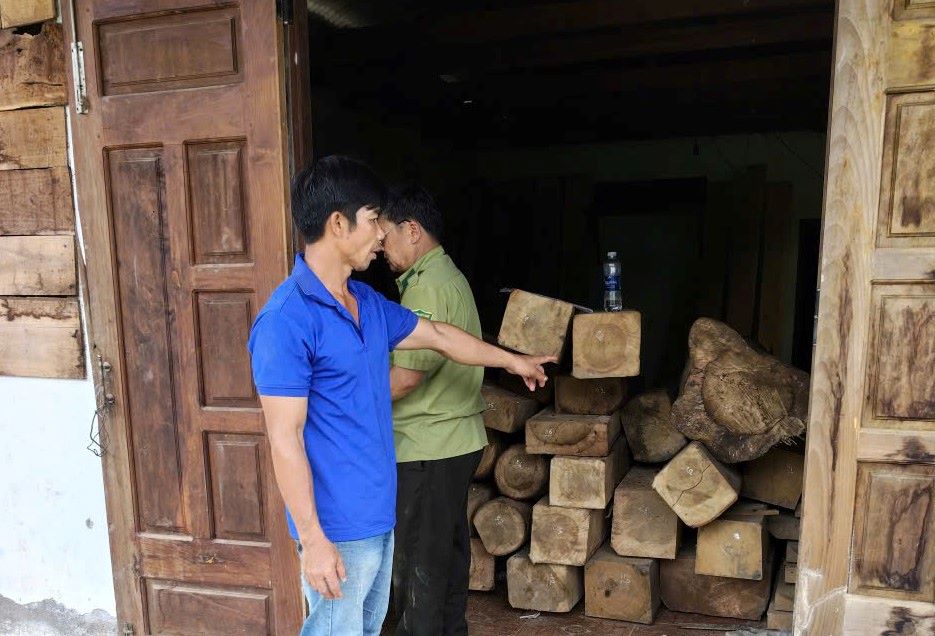 違法に保管されている貴重な木材の量。写真:Lam Hong