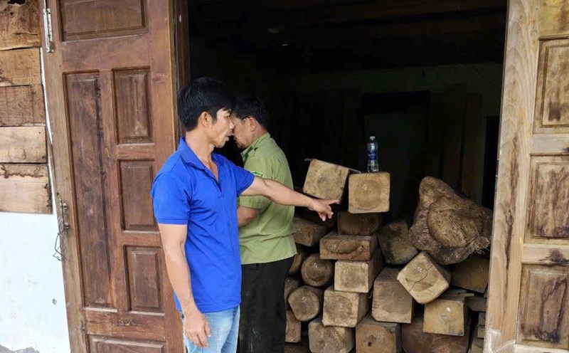 The amount of precious wood illegally stored. Photo: Lam Hong