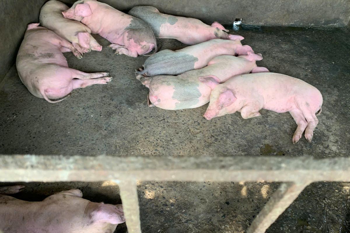 African swine fever has appeared in 218 households/65 villages, areas, in 14 communes, wards, and special zones of Quang Ninh province with a total of 3,748 dead or destroyed pigs. Photo: Doan Hung