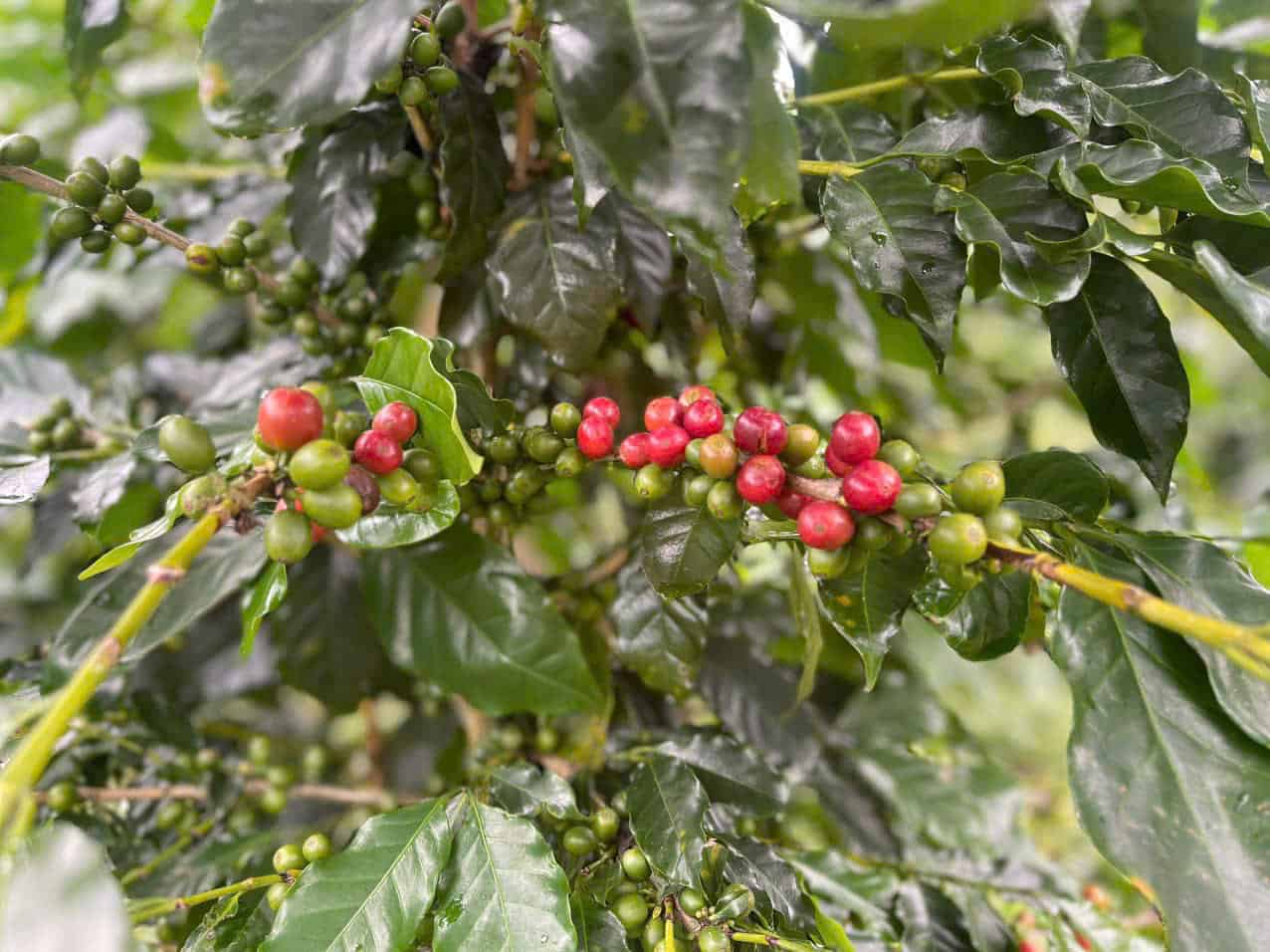 Mang Denの寒冷地のコーヒーは、主に老朽化した森の斜面に植えられており、気候は寒いです。写真:Thanh Tuan