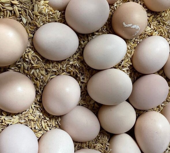 Eating eggs by preserving nutrients will help overcome hair loss. Photo: Kieu Vu