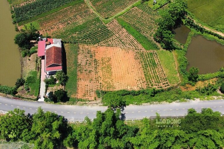 Khu vuc 8 ho dan duoc cap dat o nam giap tuyen duong moi tren de Ngoi Co. Anh: To Cong.