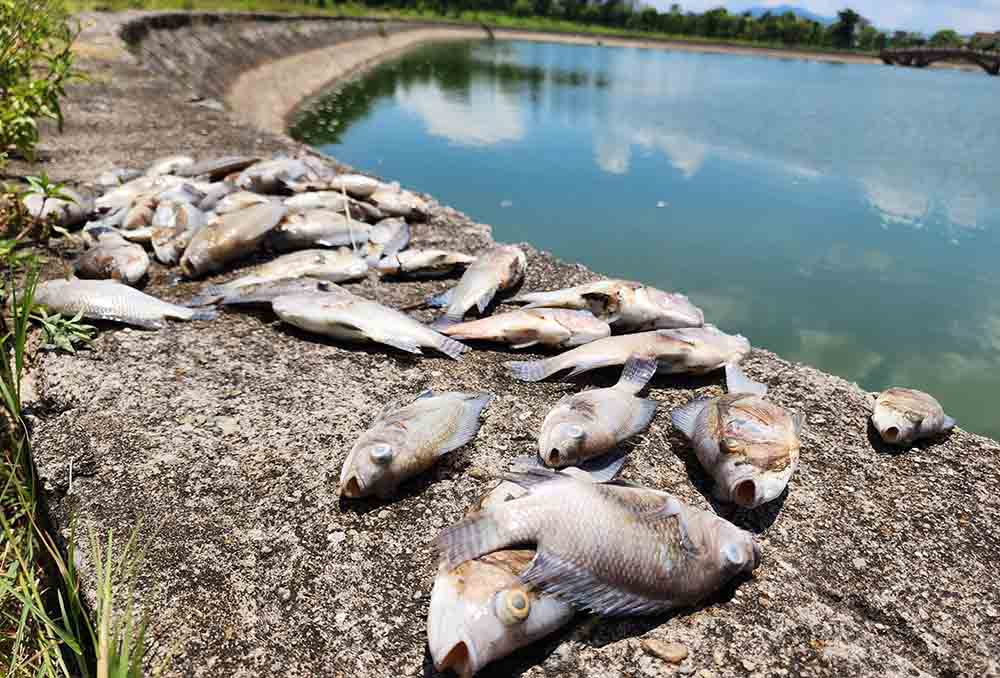 Dead fish in Bong Son lake. Photo: Tran Tuan.