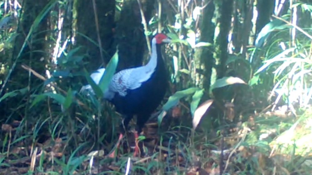 The camera trap in the forest discovered a white ke kep that left the man in trouble.