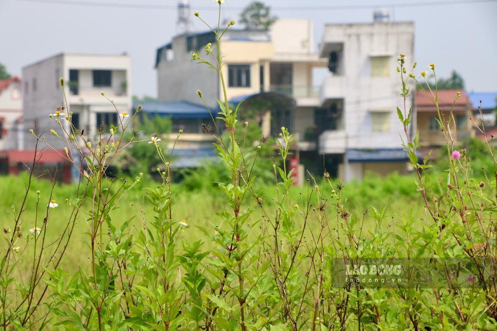 Bên trong hạ tầng chưa hoàn thiện, ngổn ngang, cỏ dại mọc um tùm. Ảnh: Đặng Vũ.